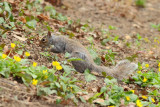 Eastern gray squirrel (Sciurus carolinensis)