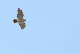  Red Tailed Hawk (Buteo jamaicensis)