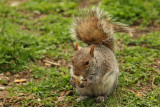 Eastern gray squirrel (Sciurus carolinensis)