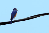 Eastern bluebird (Sialia sialis)