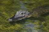 Mississippialligator (Alligator mississippiensis)