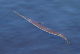 Atlantic Needlefish (Strongylura marina)