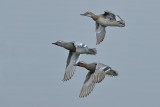 Garganey (Anas querquedula) 