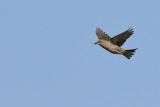 House sparrow (Passer domesticus)