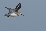Sanderling (Calidris alba)