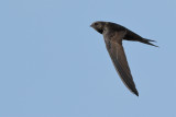Common Swift (Apus apus)