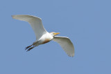 Cattle Egret (Bubulcus ibis)