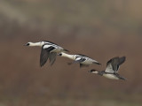 Smew (Mergellus albellus)