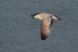 Herring Gull (Larus argentatus)