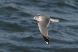 Common Gull (Larus canus)