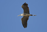 Grey Heron (Ardea cinerea)