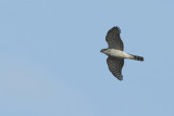 Eurasian (or Northern) Sparrowhawk (Accipiter nisus)