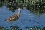 Whimbrel (Numenius phaeopus)