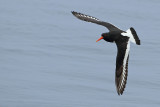 Eurasian Oystercatcher (Haematopus ostralegus)