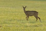 European roe deer (Capreolus capreolus)