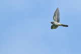 Common Cuckoo (Cuculus canorus)