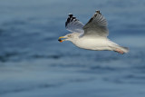 Herring Gull (Larus argentatus ssp. argenteus)