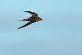 Common Swift (Apus apus)