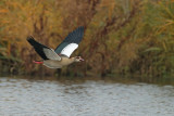 Egyptian goose (Alopochen aegyptiaca)