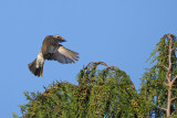 Fieldfare (Turdus pilaris)