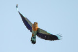 Indian Roller (Coracias benghalensis) 