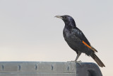 Tristrams Starling (Onychognathus tristramii) 