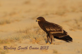 Greater Spotted Eagle (Aquila clanga) Juvenile