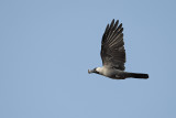 House Crow (Corvus splendens) 