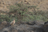 Sand Partridge (Ammoperdix heyi)