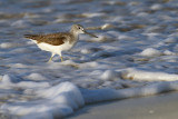 Common Greenshank (Tringa nebularia)