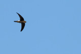 Little Swift (Apus affinis)