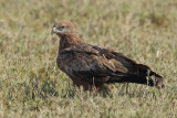 Yellow-billed Kite (Milvus aegyptius ssp.arabicus ?)