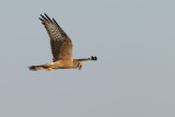 Montagus Harrier (Circus pygargus) 