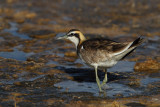 Pheasant-tailed Jacana (Hydrophasianus chirurgus)