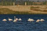 Greater Flamingo (Phoenicopterus roseus) 