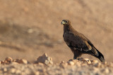 Steppe Eagle (Aquila nipalensis) 