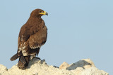 Steppe Eagle (Aquila nipalensis)