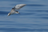 White -cheeked Tern (Sterna repressa)