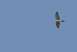 Eurasian (or Northern) Sparrowhawk (Accipiter nisus)