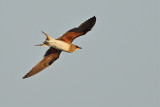 Collared pratincole (Glareola pratincola) 