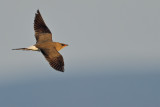 Collared pratincole (Glareola pratincola)