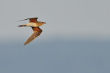 Collared pratincole (Glareola pratincola) 