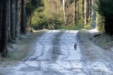 European wildcat (Felis silvestris)