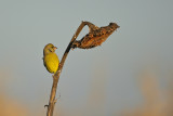 Greenfinch (Carduelis chloris)