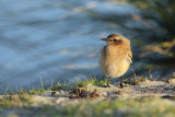 Northern Wheatear (Oenanthe oenanthe)