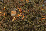 Brambling (Fringilla montifringilla) 