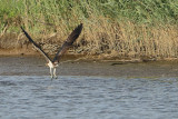 Osprey (Pandion haliaetus) 