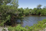 Mangrove