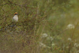 Woodchat Shrike (Lanius senator) 