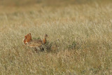 Great Bustard (Otis tarda) 